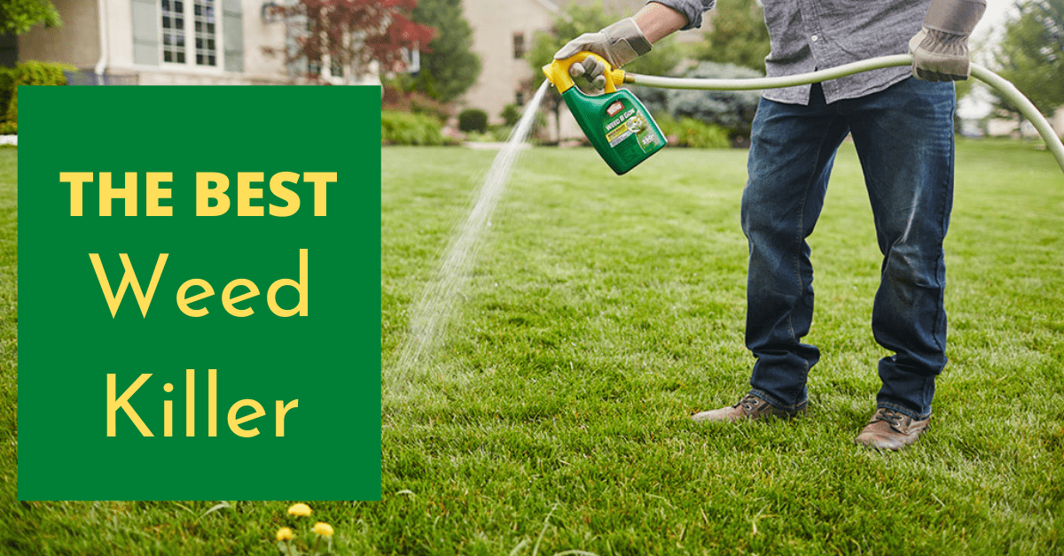 Best Weed Killer